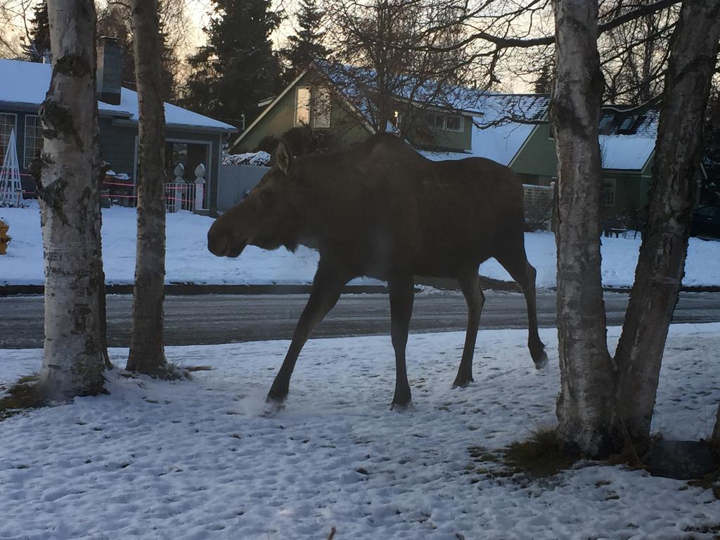 Turnagain Guest House 安克拉治 外观 照片